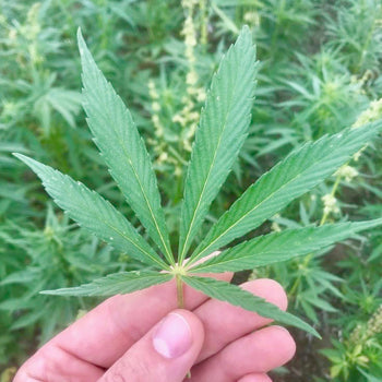 Hemp Plant - Australian Primary Hemp