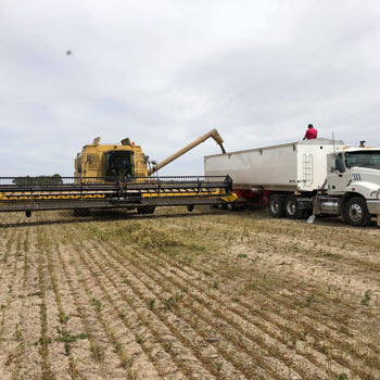 Hemp Harvest - Australian Primary Hemp